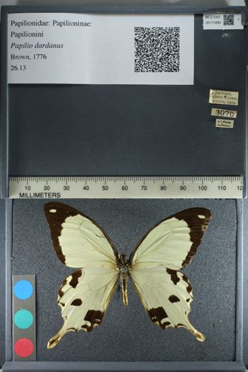 Media type: image;   Entomology 171893
